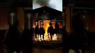 Animal Warning to Humans: Brave Dog Saves Horses from Burning Stable #dogs #rescue #horse #fire