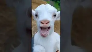 Cute ❤️ #babygoat #goat #shorts  #goatfarming #baba