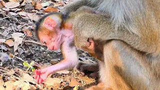 Mama MOKA Keeps Her New Baby Close — Gentle Guidance in the Wild 🐒💛.