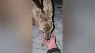 Rehbock | Freie Wildbahn | Reh | Natur | Au&szlig;ergew&ouml;hnlich | Rettung | M&auml;htod | Ernte | Hautnah