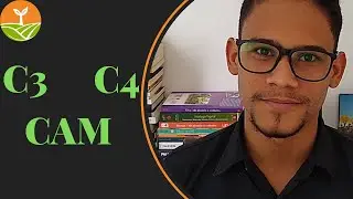Plantas C3, C4 e CAM