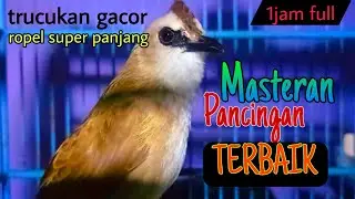 trucukan gacor ropel super panjang PALING MANJUR untuk pancingan sekaligus masteran