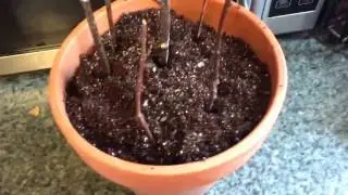 Juneberry Serviceberry Cutting Propagation Indoors