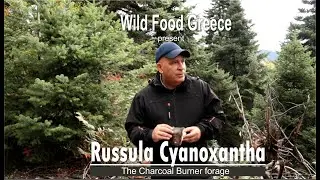 Άγρια μανιτάρια, Ρουσουλα η Κυανόξανθη, Wild mushroom russula cyanoxantha, charcoal burner