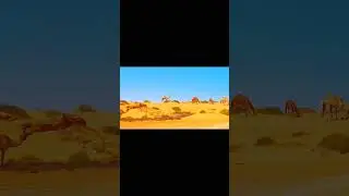 #shorts   Life in desert Farm  feeding Camels