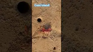 Parikhi! Hidden sea beach 🌊 at balasore, odisha. #seashore #seabeach #crab #viralvideo
