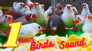 Beautiful Birds Sound (No Music) | Eat and Playing birds | birds to make them happy