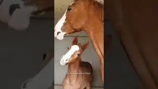 Cute funny horse video | Chestnut mom and baby