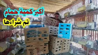 أكبر كمية حمام تم شراءها 7 كراتين أحجام كبيره أنواع مختلفه وحمام كتير