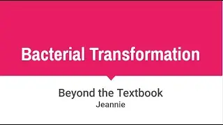 Bacterial Transformation Simplified