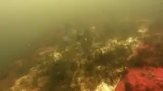 Fish on the boat at Crusty's Quarry