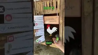 🗓️DAY 5 $DAKEN - Chicken Day 🐔#Solana Meme Token )