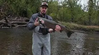 Fall Run Coho Salmon on Lake Michigan Tributary