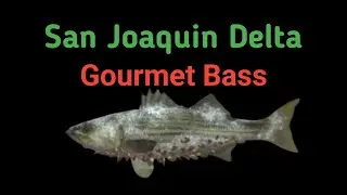 monster fish san joaquin delta fishing planet - gourmet bass