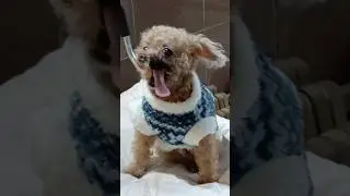 Teacup Poodle cleft lip #shorts #teacuppuppy  #poodle