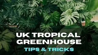 UK Tropical Greenhouse Tour 2025 | How I Grow Exotic Plants in Birmingham