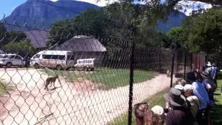Moholoholo