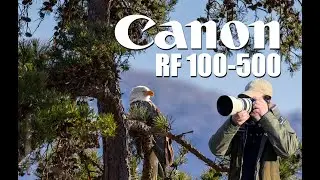 Впервые использую объектив Canon RF 100-500 F4.5-7.1!