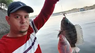 Se volvieron locas las tilapias picando. Cuantos chapones!!!🐟🎣🐟🎣🐟🎣