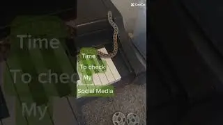 Time to check my social media #funny snek