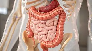 Constipated Stool in 3D &ndash; Ultra Realistic Animation from Inside the Colon