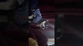 Pehle Khoob Atank Machaya 😼 Phir Masoom Sa Sorry 🥺 | Pet Vlog #dailyvlog #petlover 😪❤️