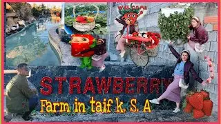 STRAWBERRY LEISURE FARM |PICKING STRAWBERRY ||ALHADA TAIF CITY| NEWEST ATTRACTION|melai said