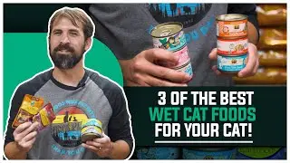 The 3 Best Wet Cat Foods