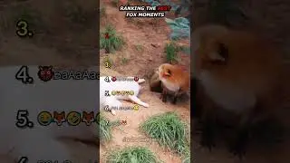 Ranking Funny Fox Moments