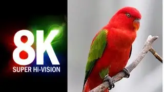 #2 CalmMusic  Super hi vision