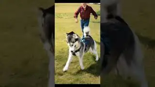Incredible Dog Rescues Horse Trapped on Farm 🐾 #dog  #rescue  #horse #husky #animals #shorts