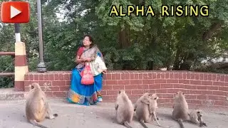 Alpha Rising: A Primate Power Shift | Primate Friends | Animal Lover | Monkey feeding | Monkey kids