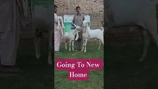 Punjab To Sindh, Goat Sale Alhamdulillah #goat #animals #punjabi #sindh #sale
