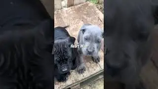 Cane Corso Puppy vs Adult | Cute Fluff to Powerful Guardian