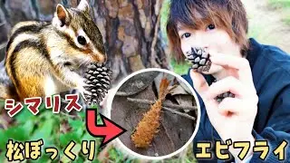 喧嘩勃発!？リスに松ぼっくりをあげるとエビフライになる！ chipmunk