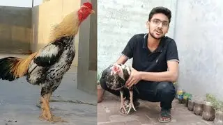 JAVA ASEEL MURGA | aseel java murga ki pechan | Vlog 5 |