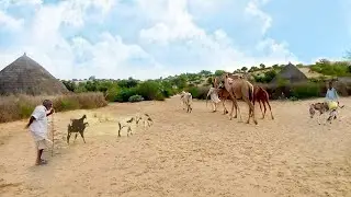 Evening Time Thar Desert Village | Desert Village Life | People Living In Desert| Nomadic Life