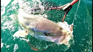 Visit White Island Volcano and go big game fishing    New Zealand