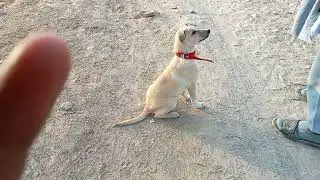 dog well trained, superb dog,very active dog,best dog
