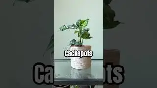 Cachepots are slightly misunderstood &mdash; never plant directly in one! 🪴 #plants #plantcare #shorts