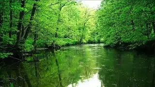 SOOTHING BIRDSONG BY THE CREEK, SONGBIRD IN THE BACKGROUND, WHITE NOISE FOR FOCUS