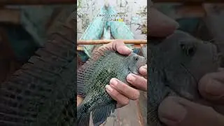 bikin pusing kepala😵#mancingrawapening #mancingliar #mancing #shortvideo #youtubeshorts #tranding