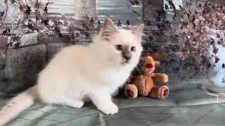 The Soft Presence of Saba Primus | Lilac Point Birman Kitten