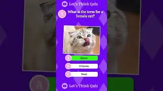 How Well You Know About Cats?🐱🧠Take This Quiz Now✅⚡️