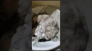 My cat is breathing rapidly after giving birth, is there any danger to her? please help 😭🙏
