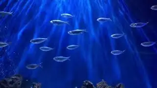 Relaxation | Rest | Sleep Music | Расслабляющая музыка | Мелодия для сна | Спокойствие | Rest 🐟