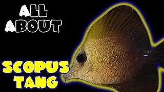 All About The Scopus Tang