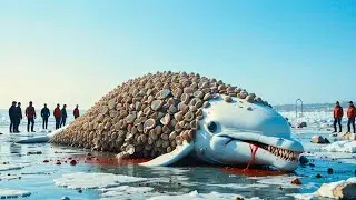 Rescue Story | Rescue Team Rescues Whale From Tons of Barnacles in the Arctic.