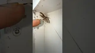 Guinea Paper Wasp Interaction!