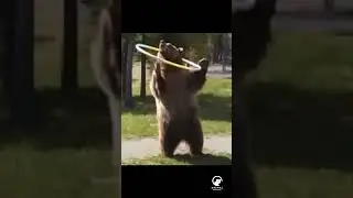 Bear Behavior: The Playful Instinct of Bears